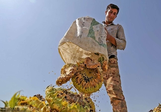خرید ۱۱۰۰ تن تخمه آفتابگردان از کشاورزان گلستان
