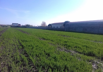 کشت دو مزرعه بذری کتان در استان مازندران