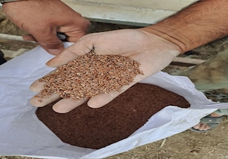 ایجاد اولین مزارع بذری کتان درشهرستان بیله سوار توسط شرکت توسعه کشت دانه های روغنی 